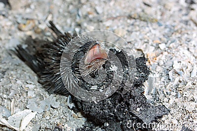 Baby Vaux's Swift in fireplace Stock Photo