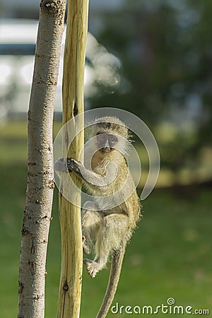 Baby vervet monkey climbing a wooden pole Stock Photo