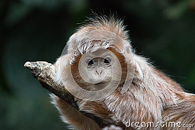 Baby Vervet Monkey Stock Photo