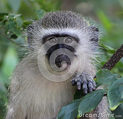 Baby Vervet Monkey Stock Photo