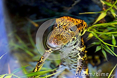 Baby West African dwarf crocodile Stock Photo