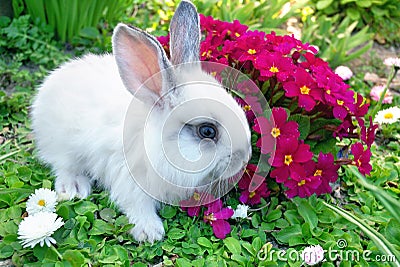 Baby white rabbit in grass Stock Photo