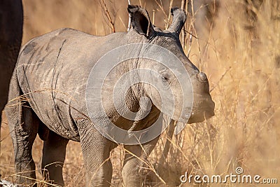 Baby White rhino calf in the high grass Stock Photo