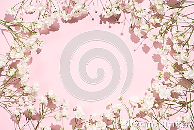 Baby's breath gypsophila on pink background with shadow Stock Photo