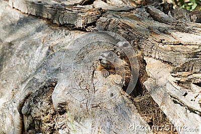 Baby Yellow-bellied Marmots Stock Photo