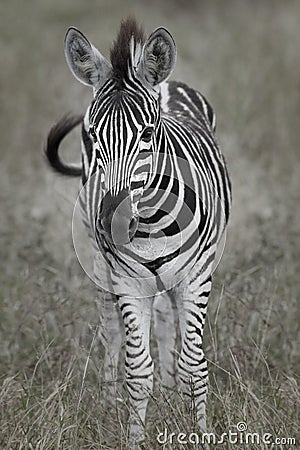 Baby Zebra Stock Photo