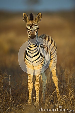 Baby Zebra Stock Photo