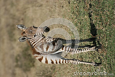 Baby zebra Stock Photo