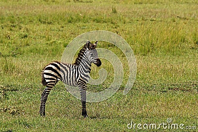 Baby zebra Stock Photo