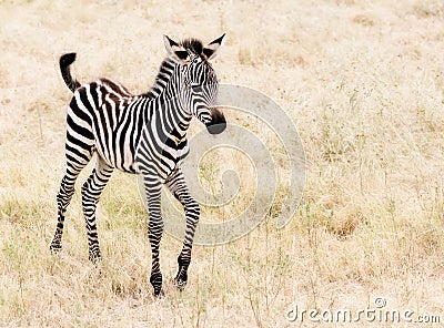 Baby Zebra Stock Photo