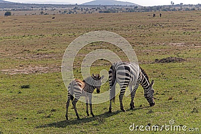 Baby zebra Africa Stock Photo