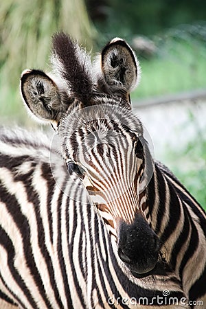 Baby zebra head front view Stock Photo