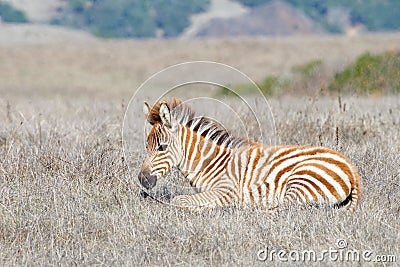 Baby zebra laying in a drought parched field Stock Photo