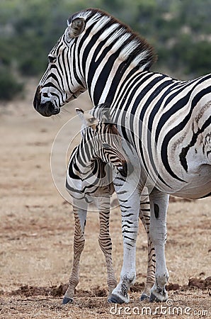 Baby Zebra and Mother Stock Photo