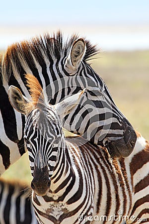 Baby zebra with mother Stock Photo