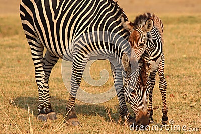 Baby zebra with mother Stock Photo