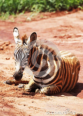 Baby zebra Stock Photo