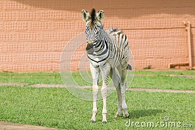 Baby Zebra standing in front of house in Umfolozi Game Reserve, South Africa, established in 1897 Stock Photo