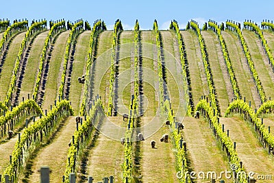 Babydoll sheep in a vineyard Stock Photo