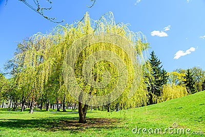 Babylon willow salix babylonica in a pubkic park on spring Stock Photo