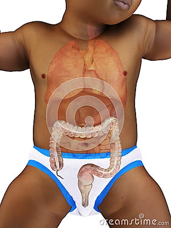 A babys colon Cartoon Illustration