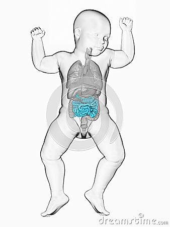 A babys small intestine Cartoon Illustration