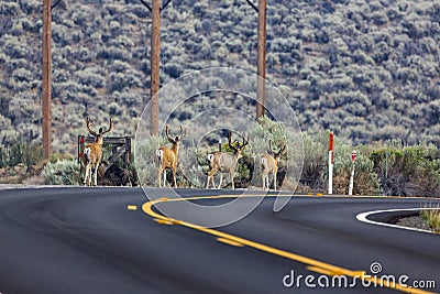 Bachelor herd of deer walking down the side of a paved road in Nevada Stock Photo