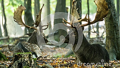 Bachelor herd Fallow deer (Dama dama) lying down Stock Photo