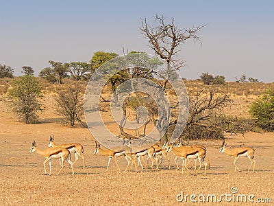 Bachelor Herd of Springbok Stock Photo