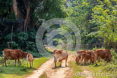 Cows walking on a paved road Laos Stock Photo
