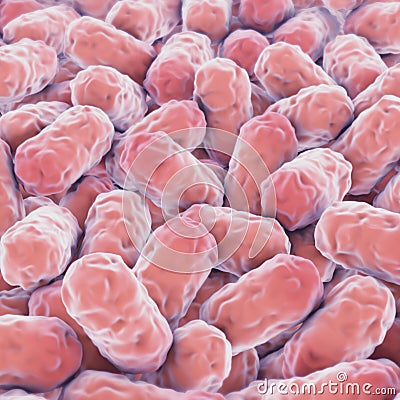 Bacillus Stock Photo