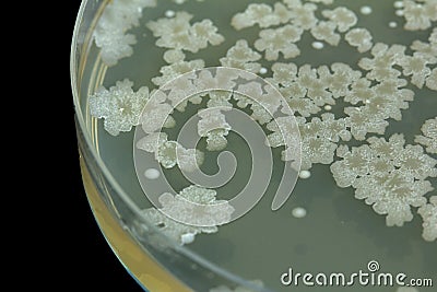 Bacillus sp. on Trypticase soy agar agar plate . Colony bacteri Stock Photo