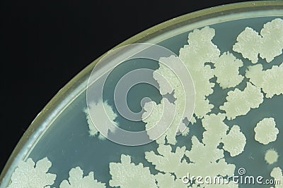 Bacillus sp. on TSA agar plate . Colony bacteria on agar plate. Stock Photo