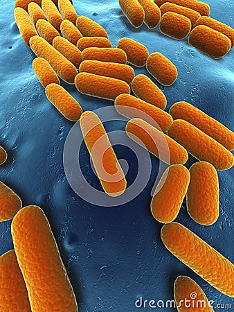 Bacillus subtilis Stock Photo