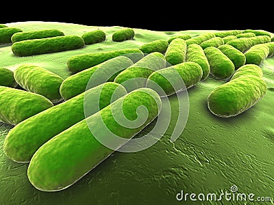 Bacillus subtilis Stock Photo