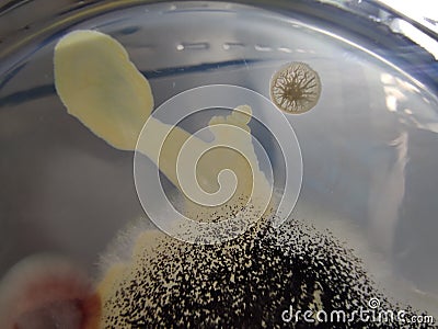 Bacillus subtilis and Aspergillus niger growing on nutrient agar medium Stock Photo