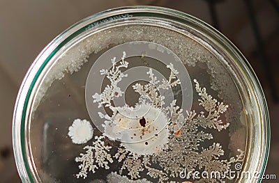 Bacillus subtilis colonies on saboraud dextrose agar medium Stock Photo