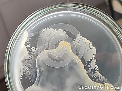 Bacillus subtilis culture Stock Photo