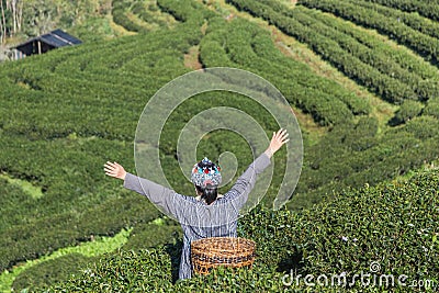 Back of asian hill tribe woman ethnic minority with traditional clothes standing raised up arms celebrate in tea plantation Stock Photo