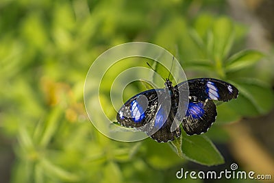 Back Butterfly with Blue Eyespots Stock Photo