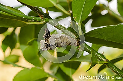 Back Of A Butterfly's Pupal Stage Stock Photo