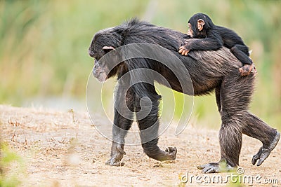 Common chimpanzee with a baby chimpanzee Stock Photo