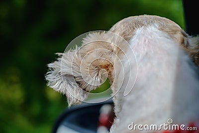 Back of cutely white short hair Shih tzu dog looking out of window with wind blown ears Stock Photo