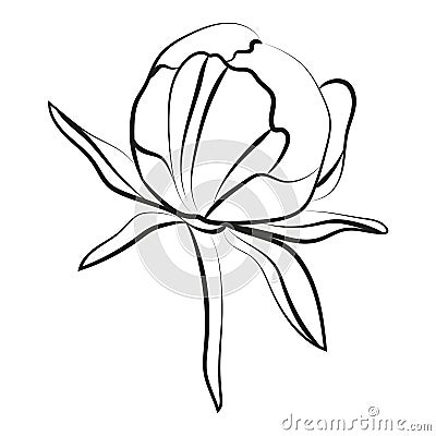 Elegant outline sketching of peony flowers, vector illustration. Vector Illustration