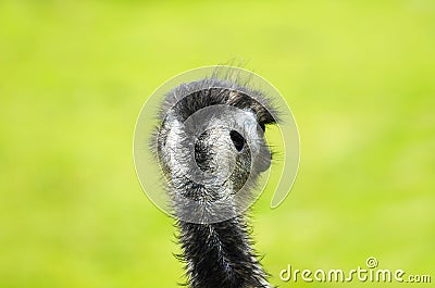 Back of an emu`s head. Close up of large ratite from behind with green background. Stock Photo