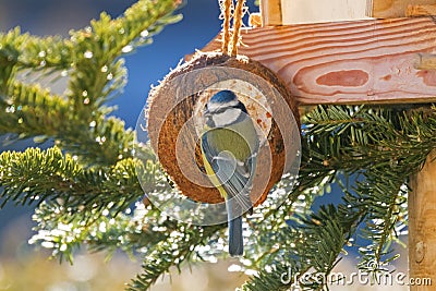 Back of Eurasian Blue Tit bird eating bird feeder, coconut Shell Stock Photo