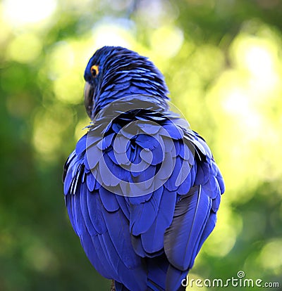 Back feathers of an indigo macaw Stock Photo
