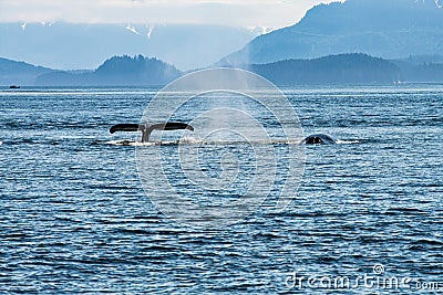 Back and fluke of two Humpbacks into the blue water of the Glacier Bay in alaska Stock Photo