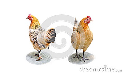 Back-front action of Female chicken Stock Photo