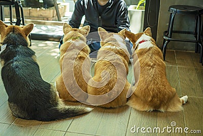 Back of Group adorable pembroke welsh corgi puppy looking at owner while sitting together at home. Friendly fluffy active brown Stock Photo